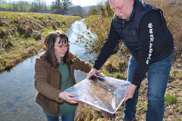 Glasaalbesatz Emmer & Weser (Hameln, Emmerthal Amelgatzen, Welsede) 05.03.2025